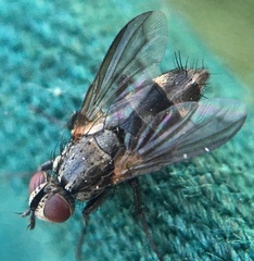 Rhinophoridae