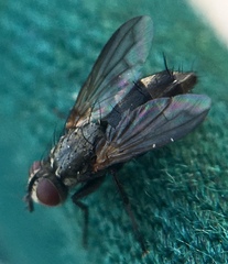 Rhinophoridae