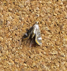 Strepsinoma croesusalis