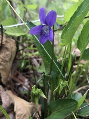 Viola emarginata