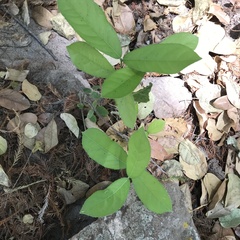 Semialarium mexicanum