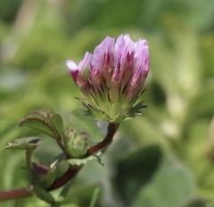 Trifolium polyodon