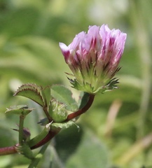 Trifolium polyodon