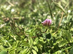Trifolium polyodon