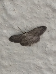 Idaea seriata