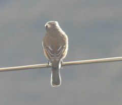 Ochthoeca oenanthoides