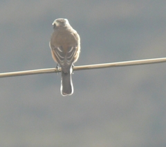 Ochthoeca oenanthoides