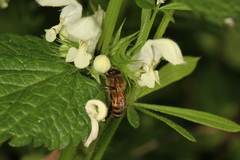 Apis mellifera