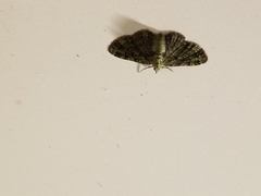 Pasiphila rectangulata