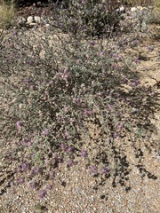 Dalea pulchra