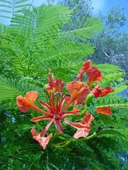 Delonix regia image