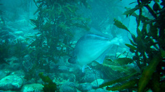 Latridopsis ciliaris