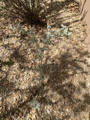 Buddleja marrubiifolia