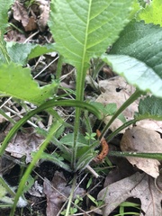 Parthenium auriculatum