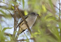 Myiopagis caniceps