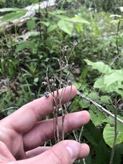Parthenium auriculatum