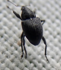 Archarius salicivorus