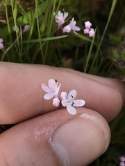 Plectritis congesta brachystemon