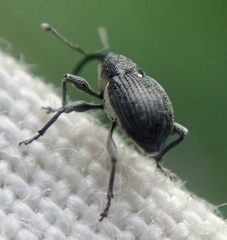 Archarius salicivorus