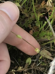 Plectritis congesta brachystemon