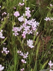 Plectritis congesta brachystemon