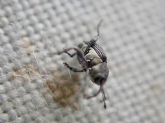 Archarius salicivorus