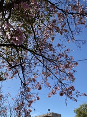 Tabebuia rosea