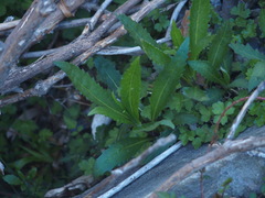Senecio morrisonensis