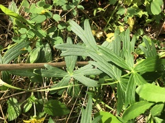 Delphinium exaltatum