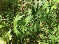 Delphinium exaltatum