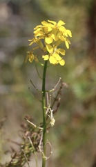 Erysimum teretifolium