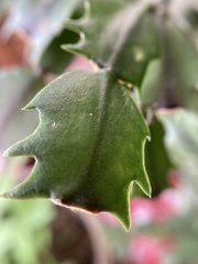 Schlumbergera buckleyi
