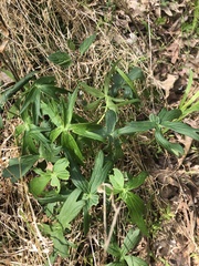 Delphinium exaltatum
