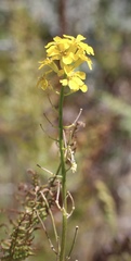 Erysimum teretifolium
