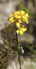 Erysimum teretifolium