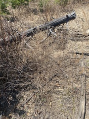 Melilotus suaveolens