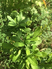 Berberis canadensis