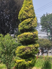 Cupressus sempervirens