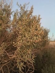 Suaeda divaricata