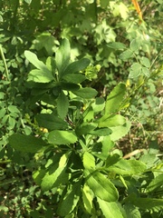 Berberis canadensis