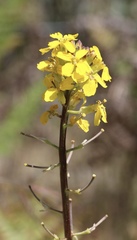 Erysimum teretifolium