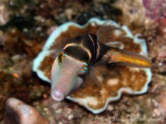 Canthigaster axiologus