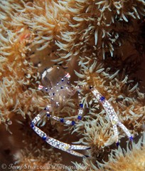 Ancylomenes venustus