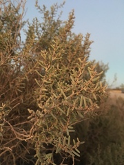 Suaeda divaricata