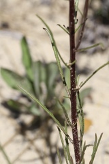 Erysimum teretifolium