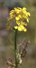 Erysimum teretifolium