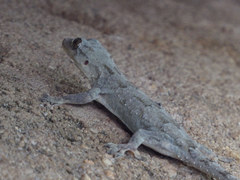 Hemidactylus platycephalus