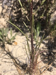 Erysimum teretifolium