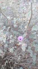 Sphaeralcea obtusiloba