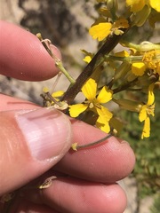 Erysimum teretifolium